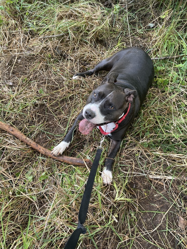 Risotto #49601, an adoptable American Staffordshire Terrier, Pit Bull Terrier in Aulac, NB, E4L 2X2 | Photo Image 2