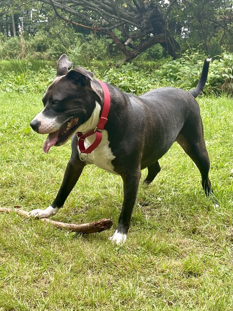 Risotto #49601, an adoptable American Staffordshire Terrier, Pit Bull Terrier in Aulac, NB, E4L 2X2 | Photo Image 3