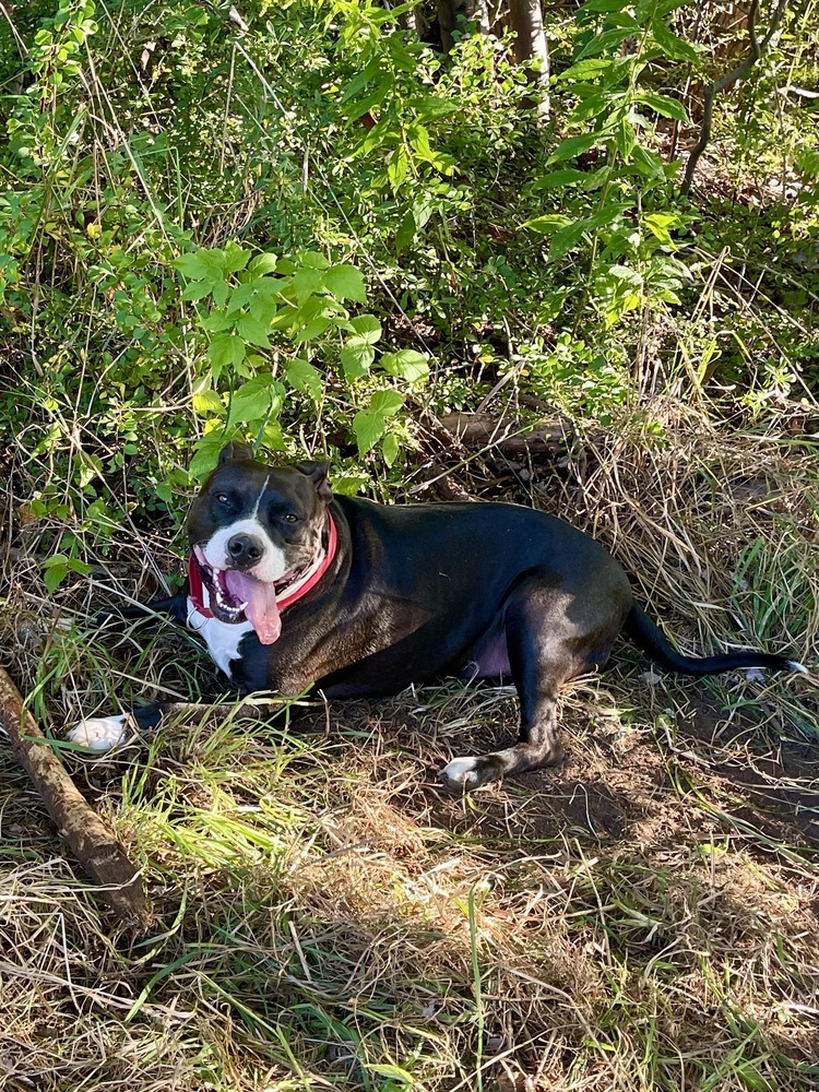 Risotto #49601, an adoptable American Staffordshire Terrier, Pit Bull Terrier in Aulac, NB, E4L 2X2 | Photo Image 4