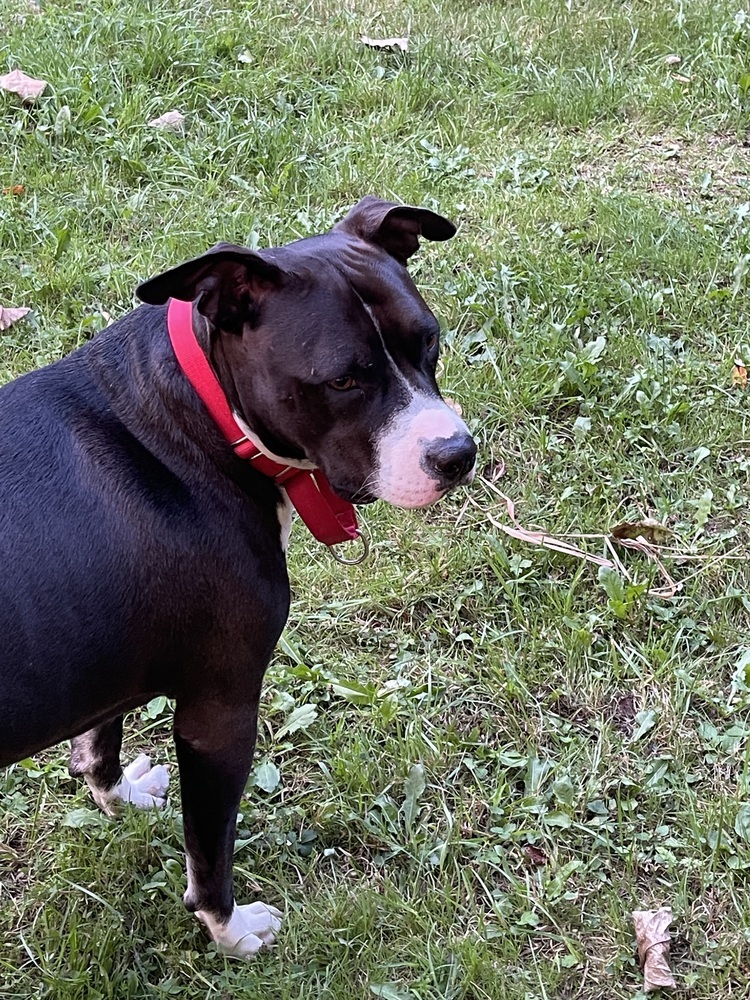 Risotto #49601, an adoptable American Staffordshire Terrier, Pit Bull Terrier in Aulac, NB, E4L 2X2 | Photo Image 5