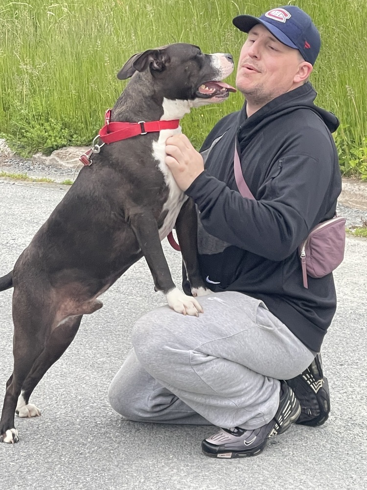 Risotto #49601, an adoptable American Staffordshire Terrier, Pit Bull Terrier in Aulac, NB, E4L 2X2 | Photo Image 6