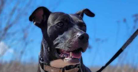 Liberty Bibbity #48337, an adoptable Pit Bull Terrier in Aulac, NB, E4L 2X2 | Photo Image 1