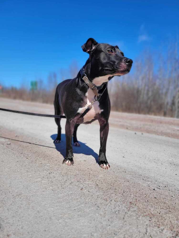 Liberty Bibbity #48337, an adoptable Pit Bull Terrier in Aulac, NB, E4L 2X2 | Photo Image 2