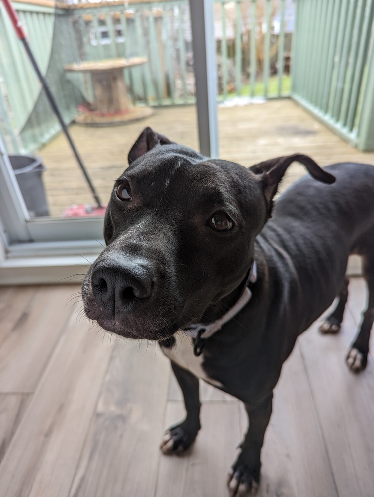 Liberty Bibbity #48337, an adoptable Pit Bull Terrier in Aulac, NB, E4L 2X2 | Photo Image 3