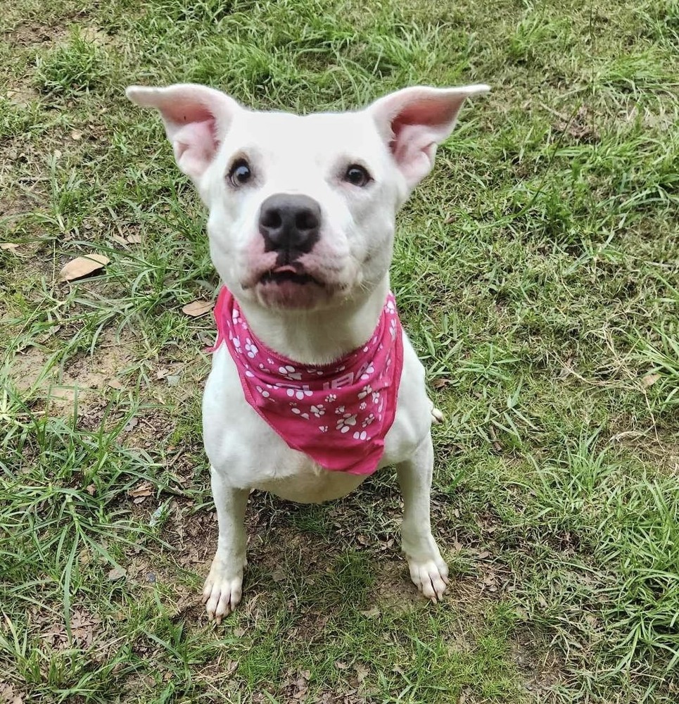 Aspen #46834, an adoptable Cattle Dog, Pit Bull Terrier in Hooksett, NH, 03106 | Photo Image 1