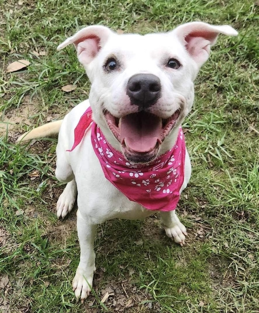 Aspen #46834, an adoptable Cattle Dog, Pit Bull Terrier in Hooksett, NH, 03106 | Photo Image 1