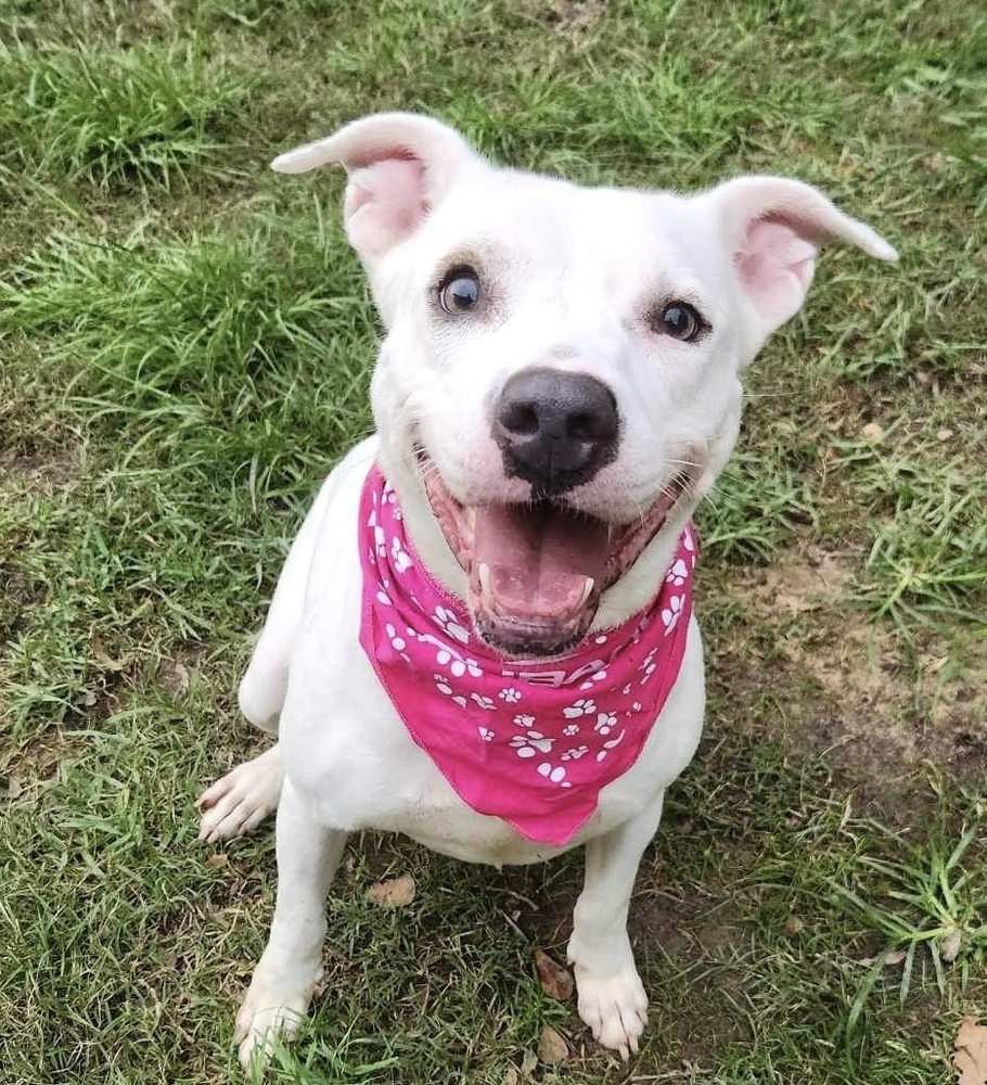 Aspen #46834, an adoptable Cattle Dog, Pit Bull Terrier in Hooksett, NH, 03106 | Photo Image 2