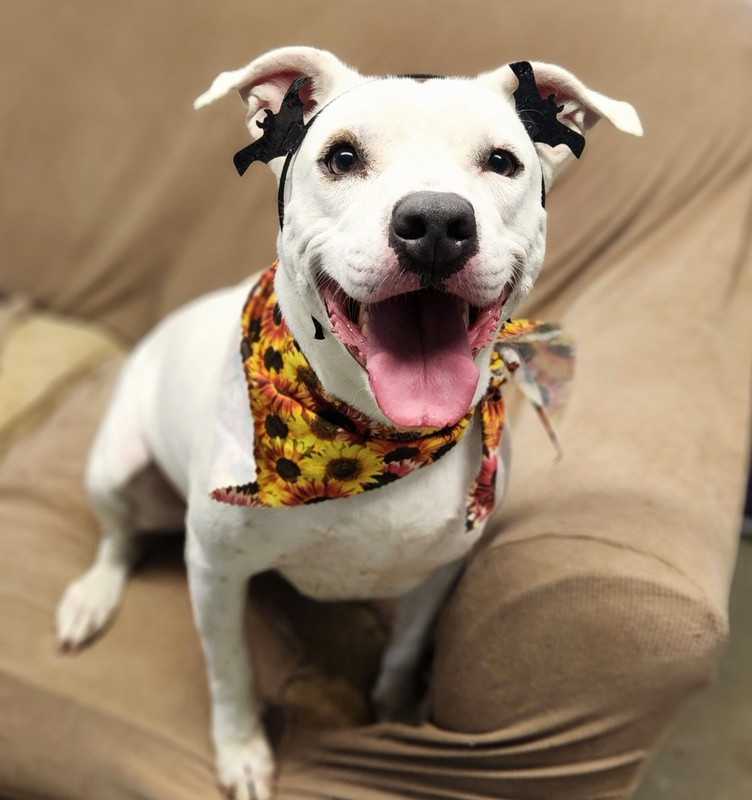 Aspen #46834, an adoptable Cattle Dog, Pit Bull Terrier in Hooksett, NH, 03106 | Photo Image 2