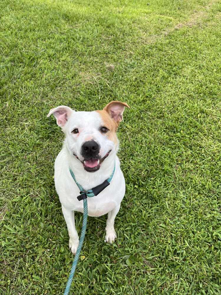 Aspen #46834, an adoptable Cattle Dog, Pit Bull Terrier in Hooksett, NH, 03106 | Photo Image 2