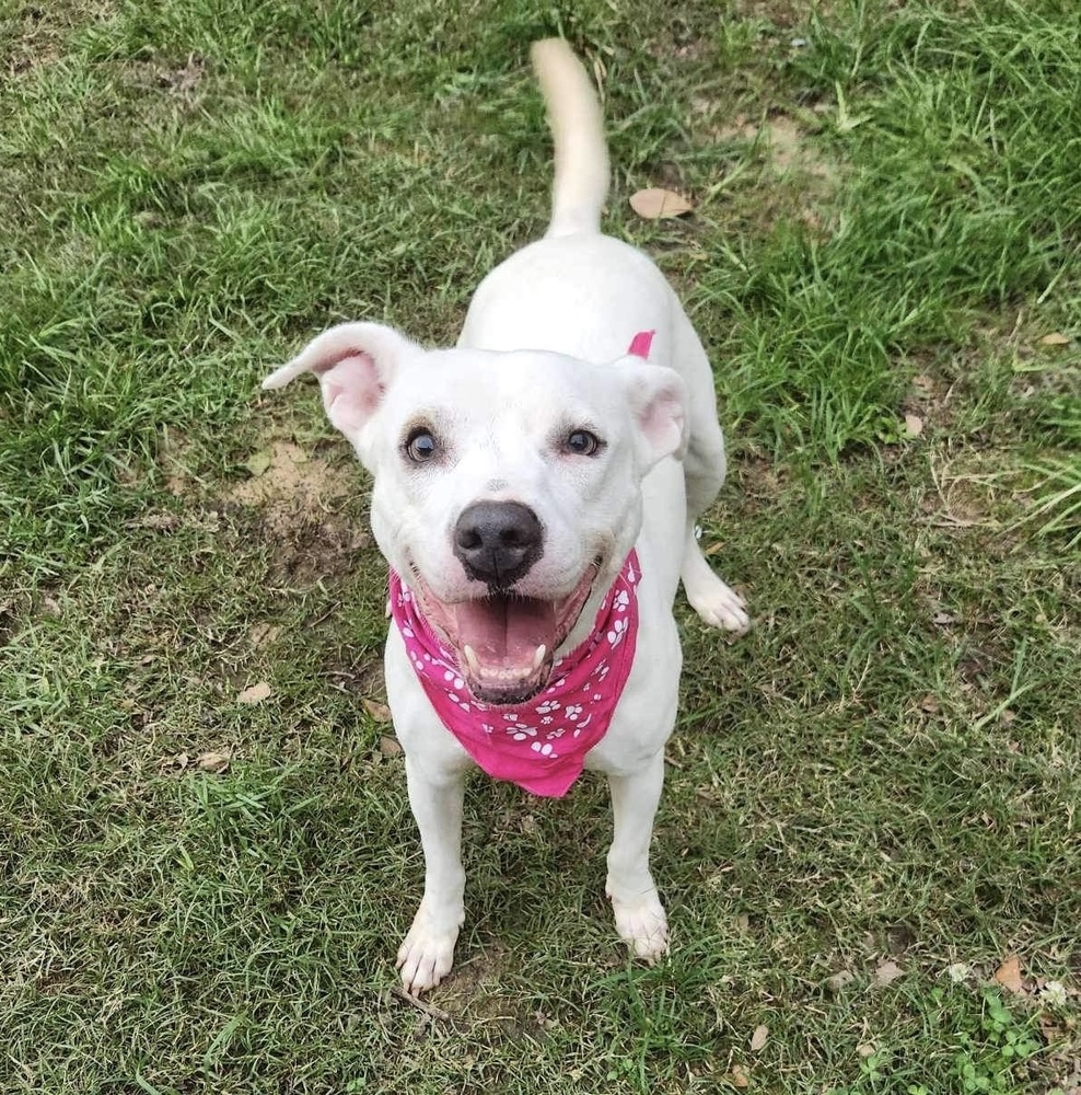 Aspen #46834, an adoptable Cattle Dog, Pit Bull Terrier in Hooksett, NH, 03106 | Photo Image 3