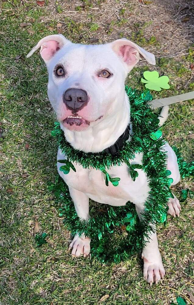 Aspen #46834, an adoptable Cattle Dog, Pit Bull Terrier in Hooksett, NH, 03106 | Photo Image 3