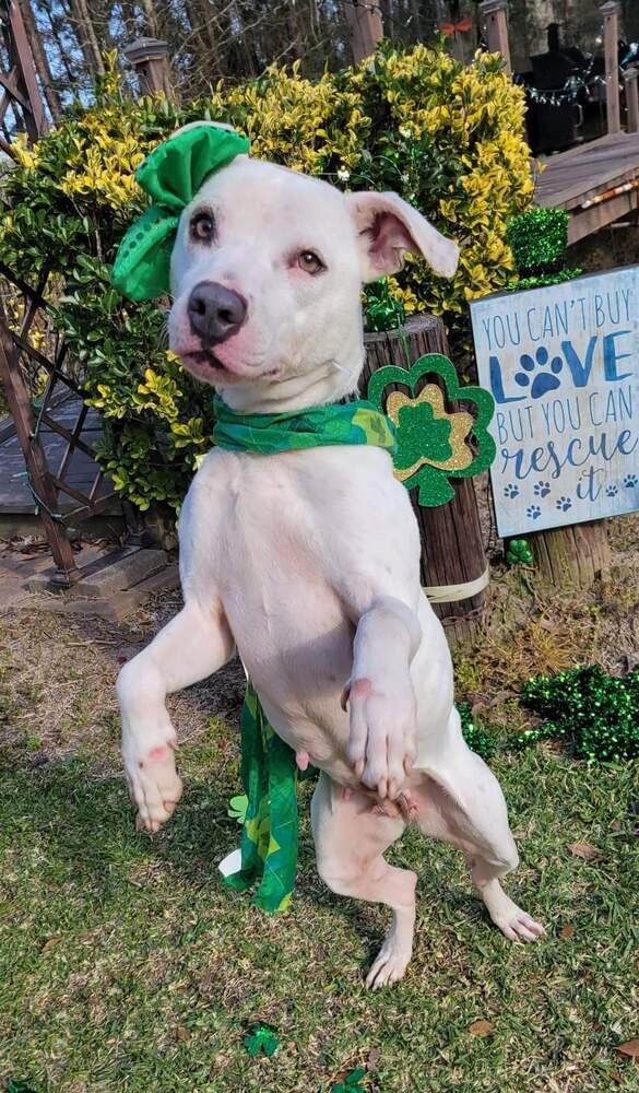 Aspen #46834, an adoptable Cattle Dog, Pit Bull Terrier in Hooksett, NH, 03106 | Photo Image 3