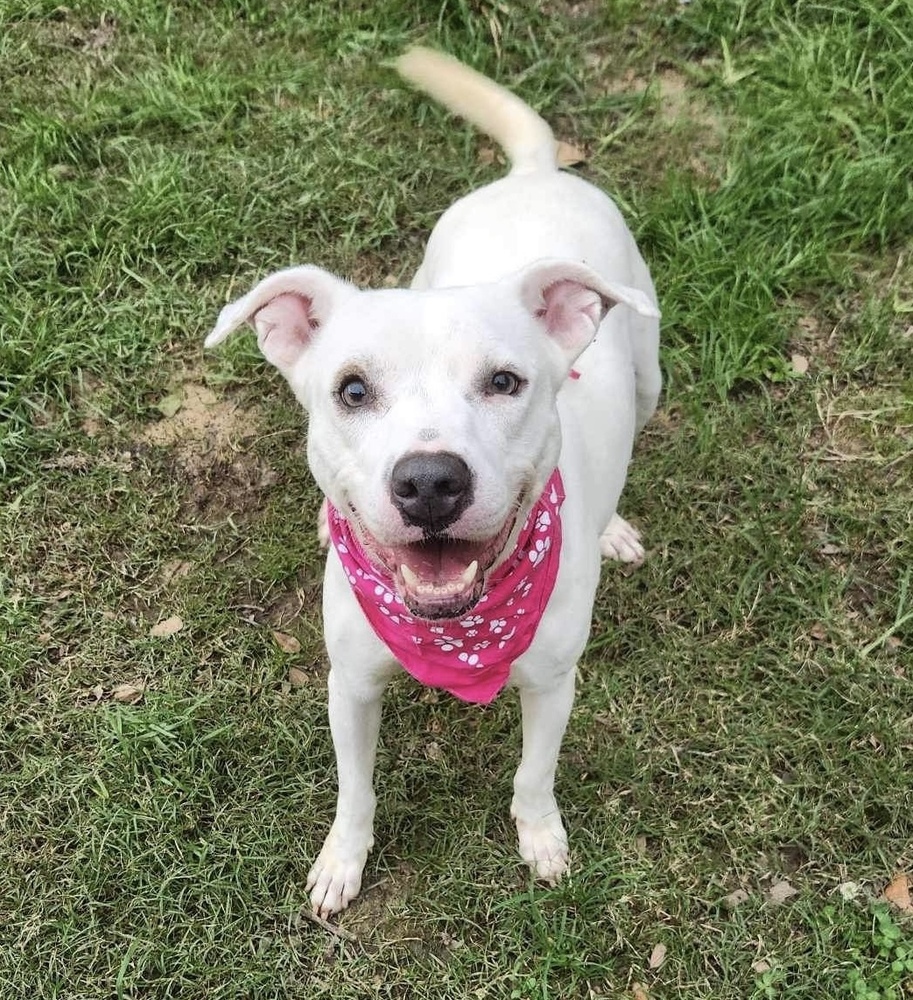 Aspen #46834, an adoptable Cattle Dog, Pit Bull Terrier in Hooksett, NH, 03106 | Photo Image 5