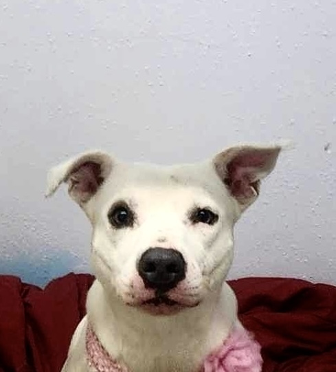 Aspen #46834, an adoptable Cattle Dog, Pit Bull Terrier in Hooksett, NH, 03106 | Photo Image 5