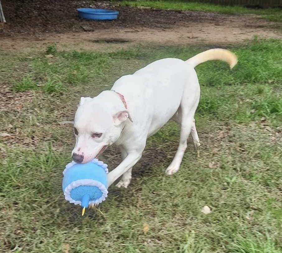 Aspen #46834, an adoptable Cattle Dog, Pit Bull Terrier in Hooksett, NH, 03106 | Photo Image 6