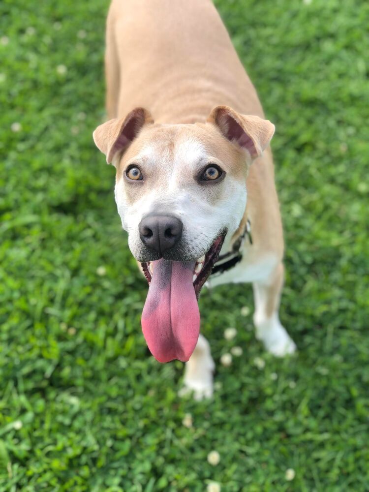 Rozzo aka Doug, an adoptable Rhodesian Ridgeback, Husky in Bangor, ME, 04401 | Photo Image 1