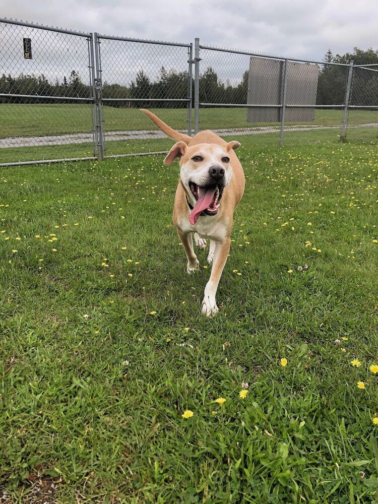 Rozzo aka Doug, an adoptable Rhodesian Ridgeback, Husky in Bangor, ME, 04401 | Photo Image 2