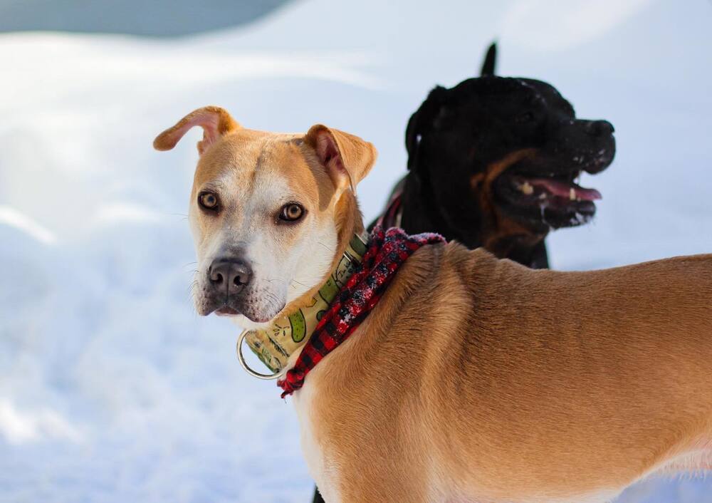 Rozzo aka Doug, an adoptable Rhodesian Ridgeback, Husky in Bangor, ME, 04401 | Photo Image 3