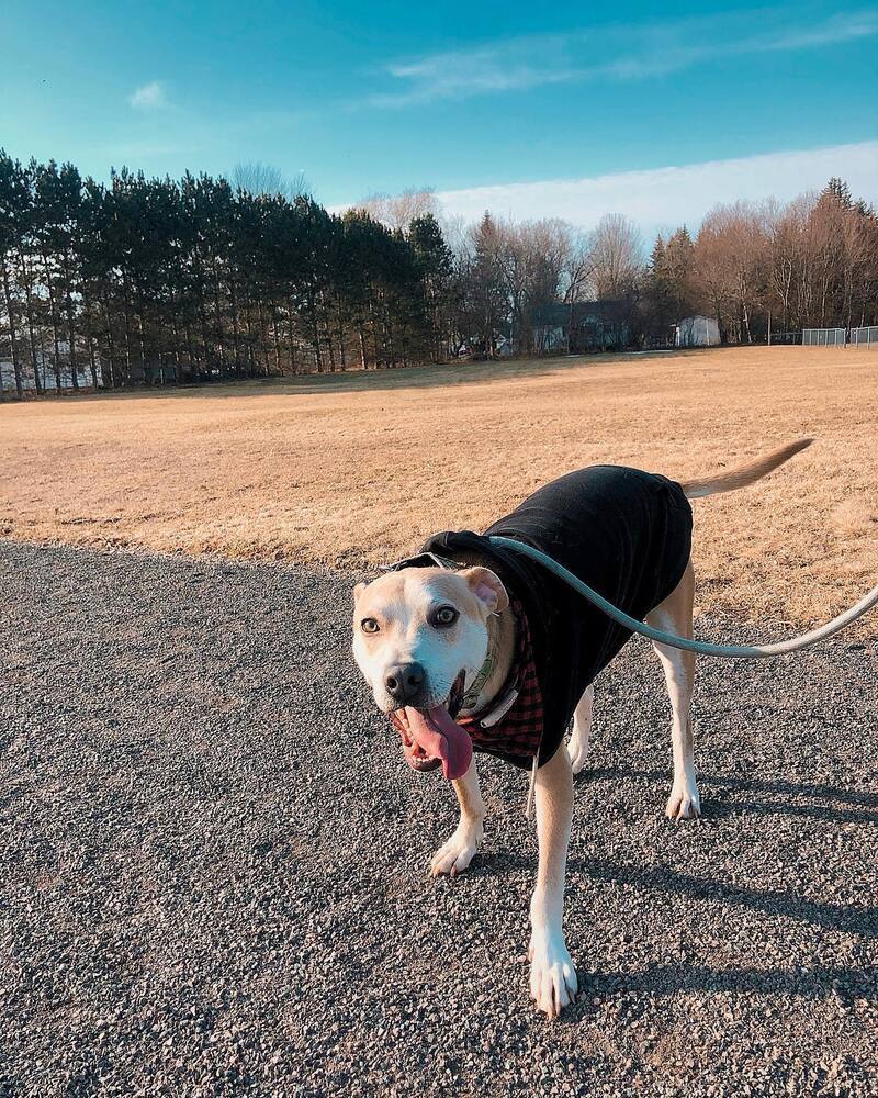 Rozzo aka Doug, an adoptable Rhodesian Ridgeback, Husky in Bangor, ME, 04401 | Photo Image 5