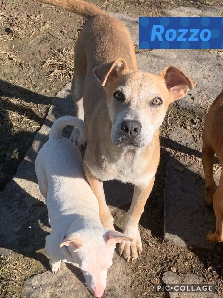 Rozzo aka Doug, an adoptable Rhodesian Ridgeback, Husky in Bangor, ME, 04401 | Photo Image 6