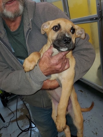 Maybelline, an adoptable German Shepherd Dog in San Luis, CO, 81152 | Photo Image 3