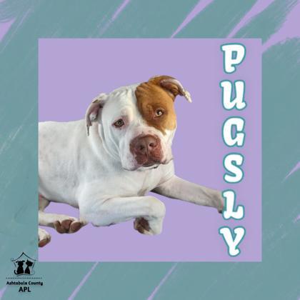 Pugsly, an adoptable Mixed Breed in Ashtabula, OH, 44004 | Photo Image 1