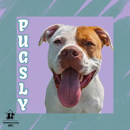 Pugsly, an adoptable Mixed Breed in Ashtabula, OH, 44004 | Photo Image 1