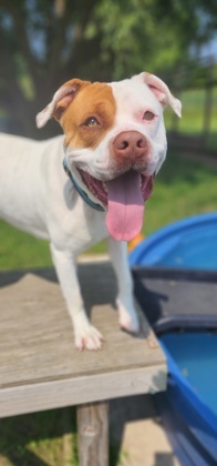 Pugsly, an adoptable Mixed Breed in Ashtabula, OH, 44004 | Photo Image 2