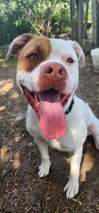 Pugsly, an adoptable Mixed Breed in Ashtabula, OH, 44004 | Photo Image 3