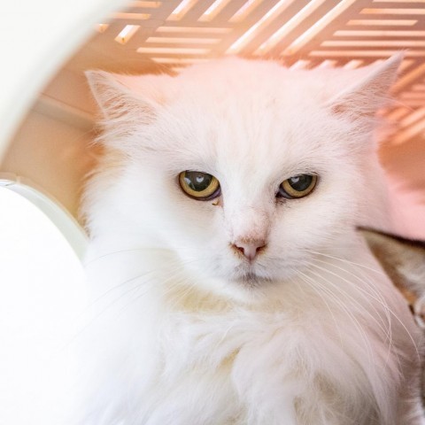 Arya, an adoptable Domestic Long Hair in St. Helena, CA, 94574 | Photo Image 1