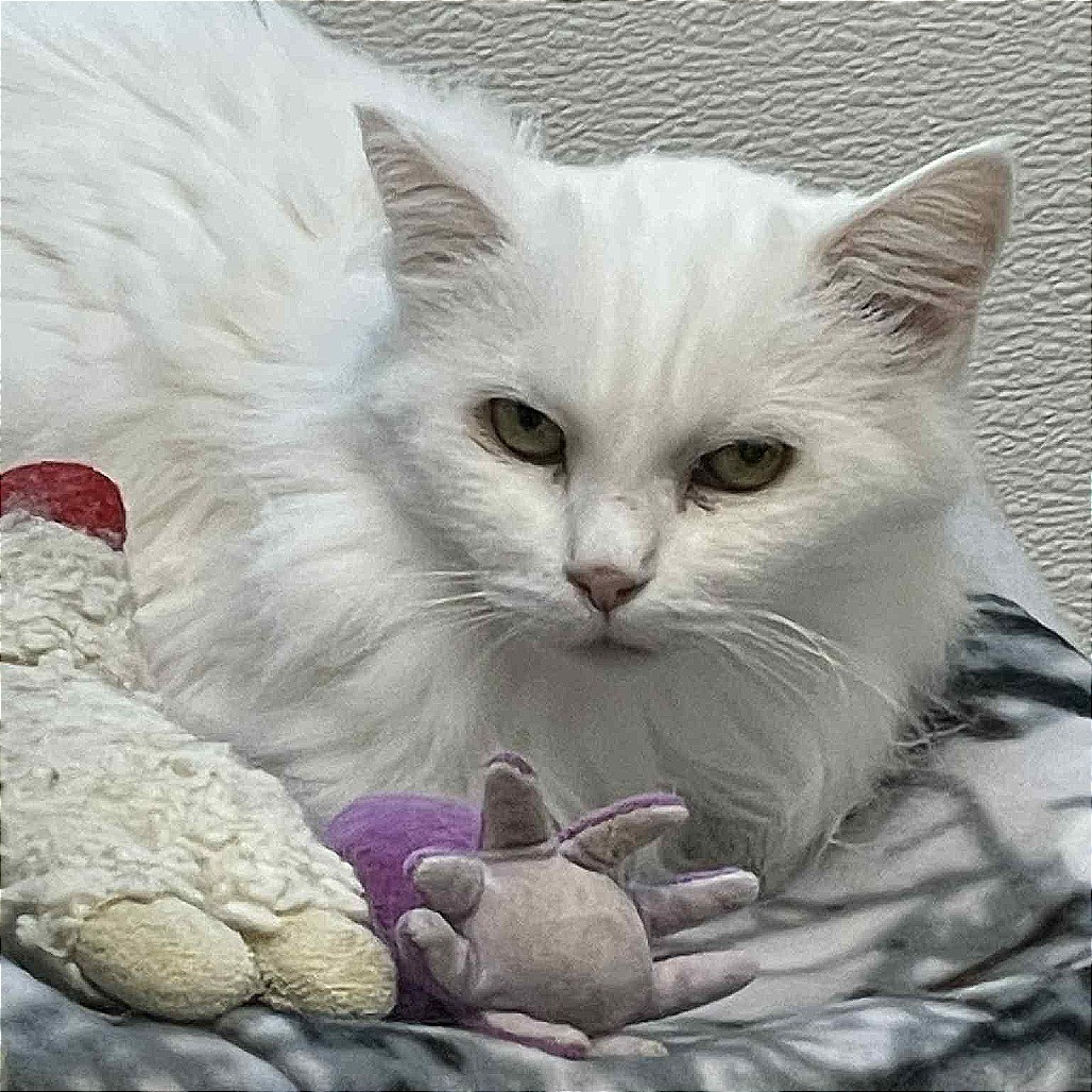 Arya, an adoptable Domestic Long Hair in St. Helena, CA, 94574 | Photo Image 1