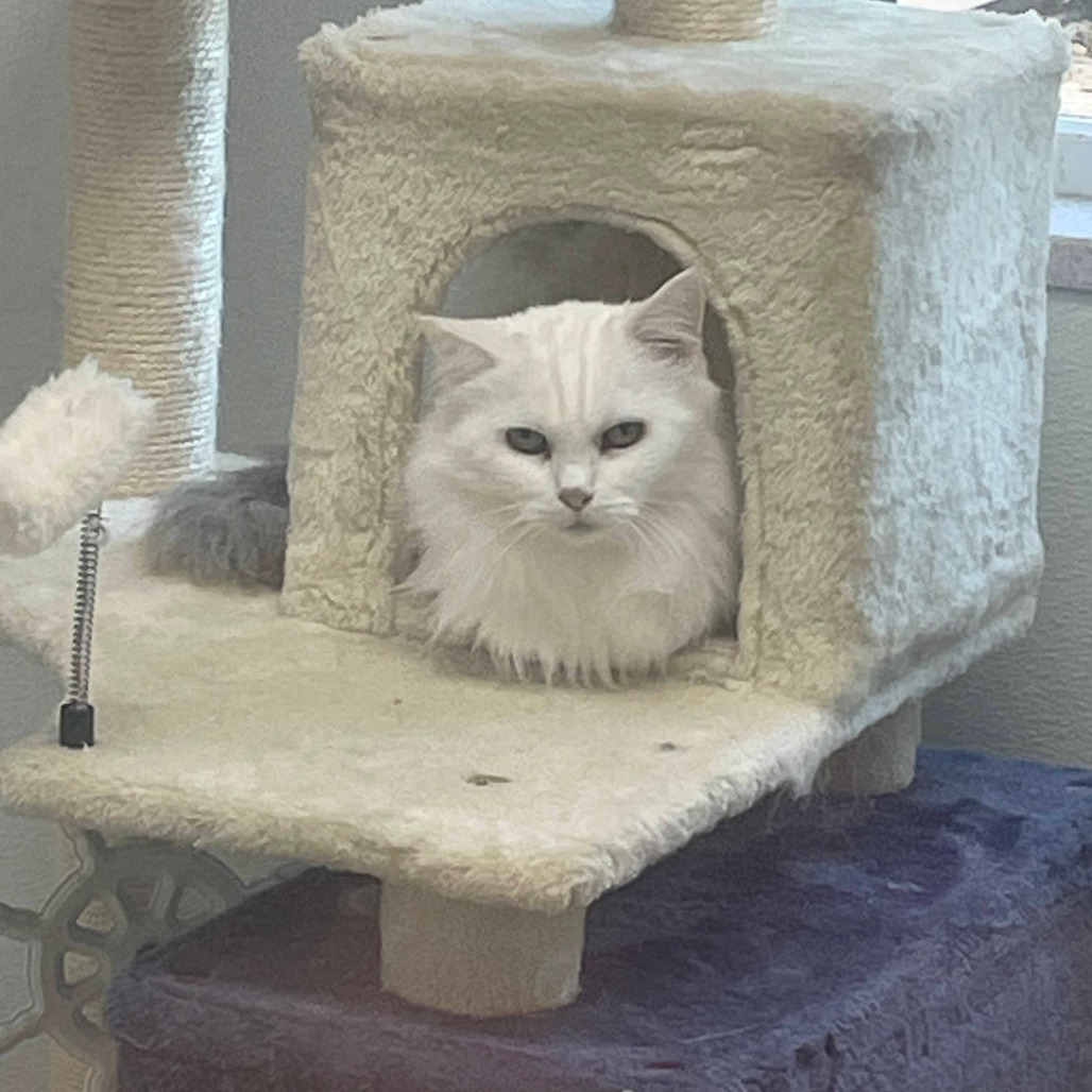 Arya, an adoptable Domestic Long Hair in St. Helena, CA, 94574 | Photo Image 3