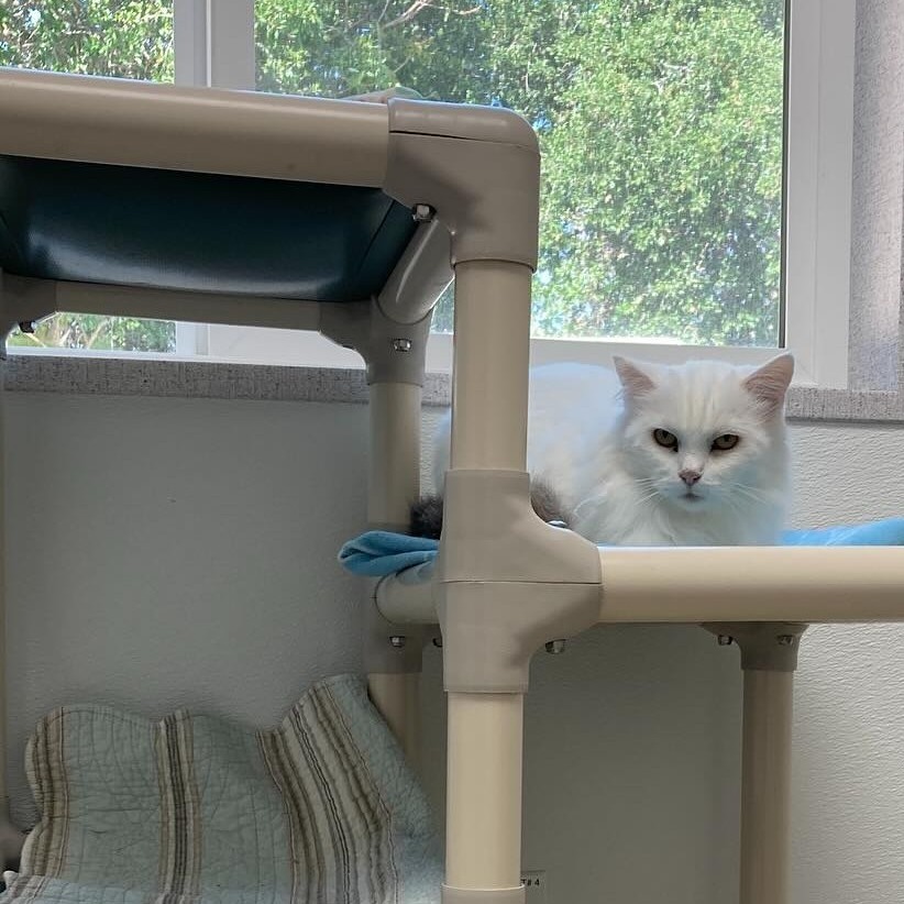 Arya, an adoptable Domestic Long Hair in St. Helena, CA, 94574 | Photo Image 4