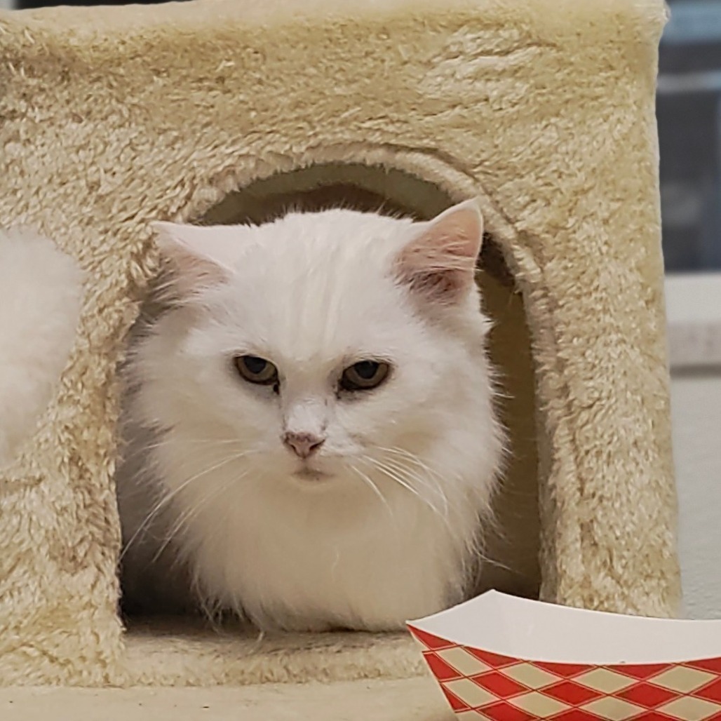 Arya, an adoptable Domestic Long Hair in St. Helena, CA, 94574 | Photo Image 4