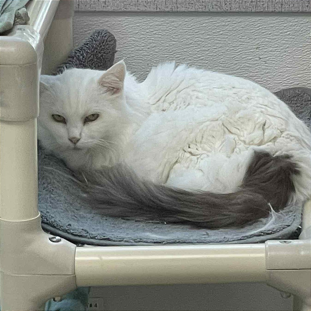 Arya, an adoptable Domestic Long Hair in St. Helena, CA, 94574 | Photo Image 6