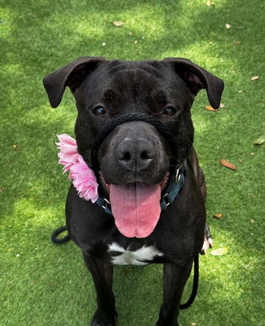 BONNIE, an adoptable Mixed Breed in Palmetto, FL, 34221 | Photo Image 1
