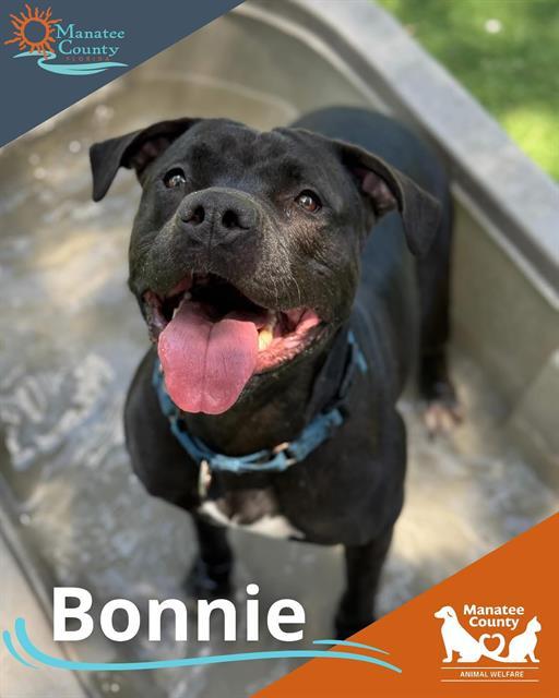 BONNIE, an adoptable Mixed Breed in Palmetto, FL, 34221 | Photo Image 1