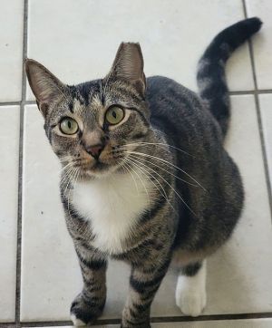 Shilo, Adult Female Domestic Short Hair