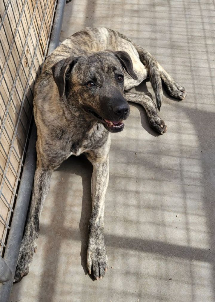 Brindle store mastiff mix