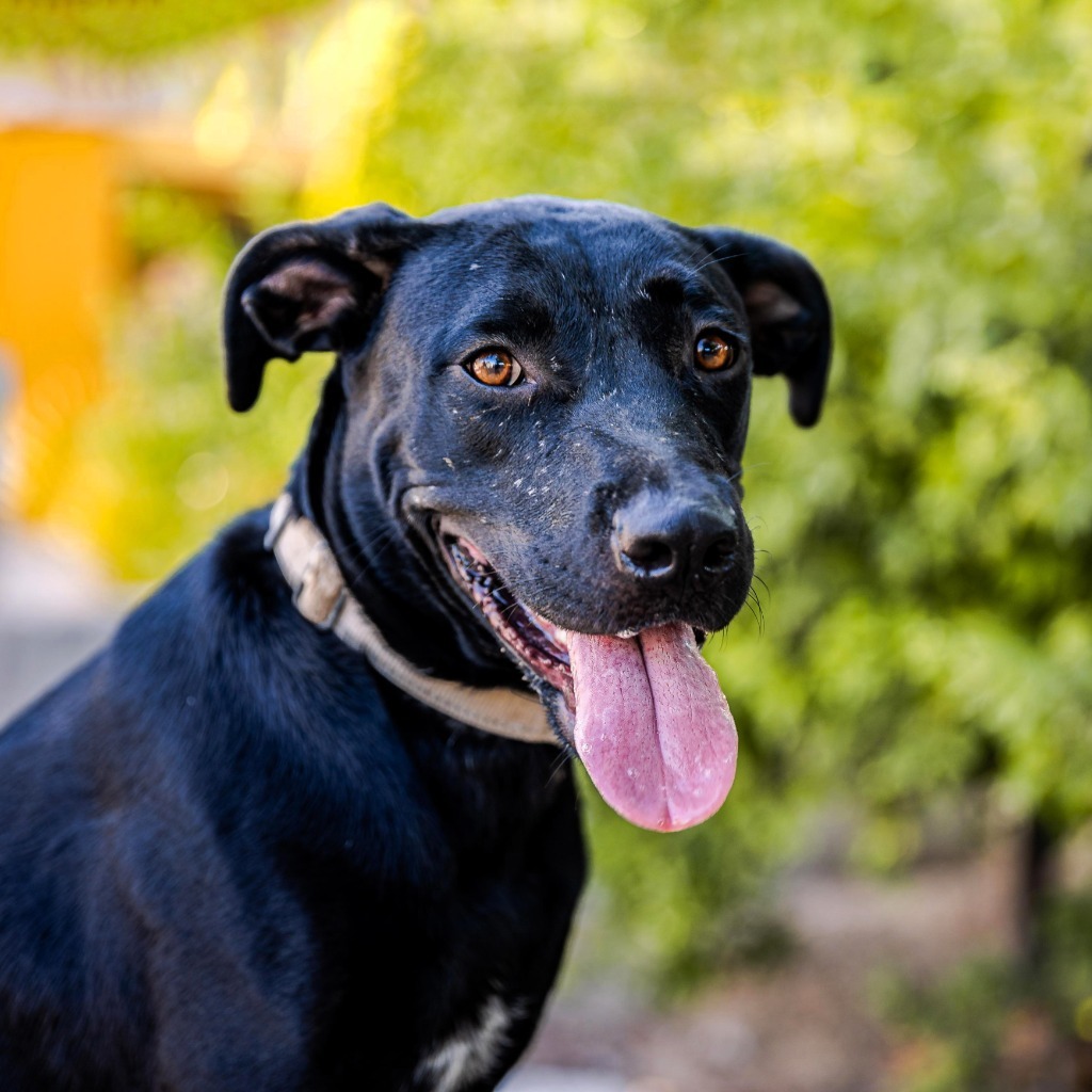 Roma, an adoptable Black Labrador Retriever, Shepherd in Anacortes, WA, 98221 | Photo Image 7