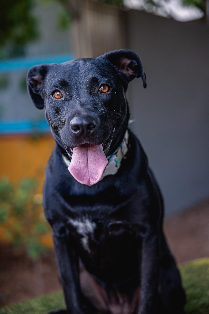Roma, an adoptable Black Labrador Retriever, Shepherd in Anacortes, WA, 98221 | Photo Image 7