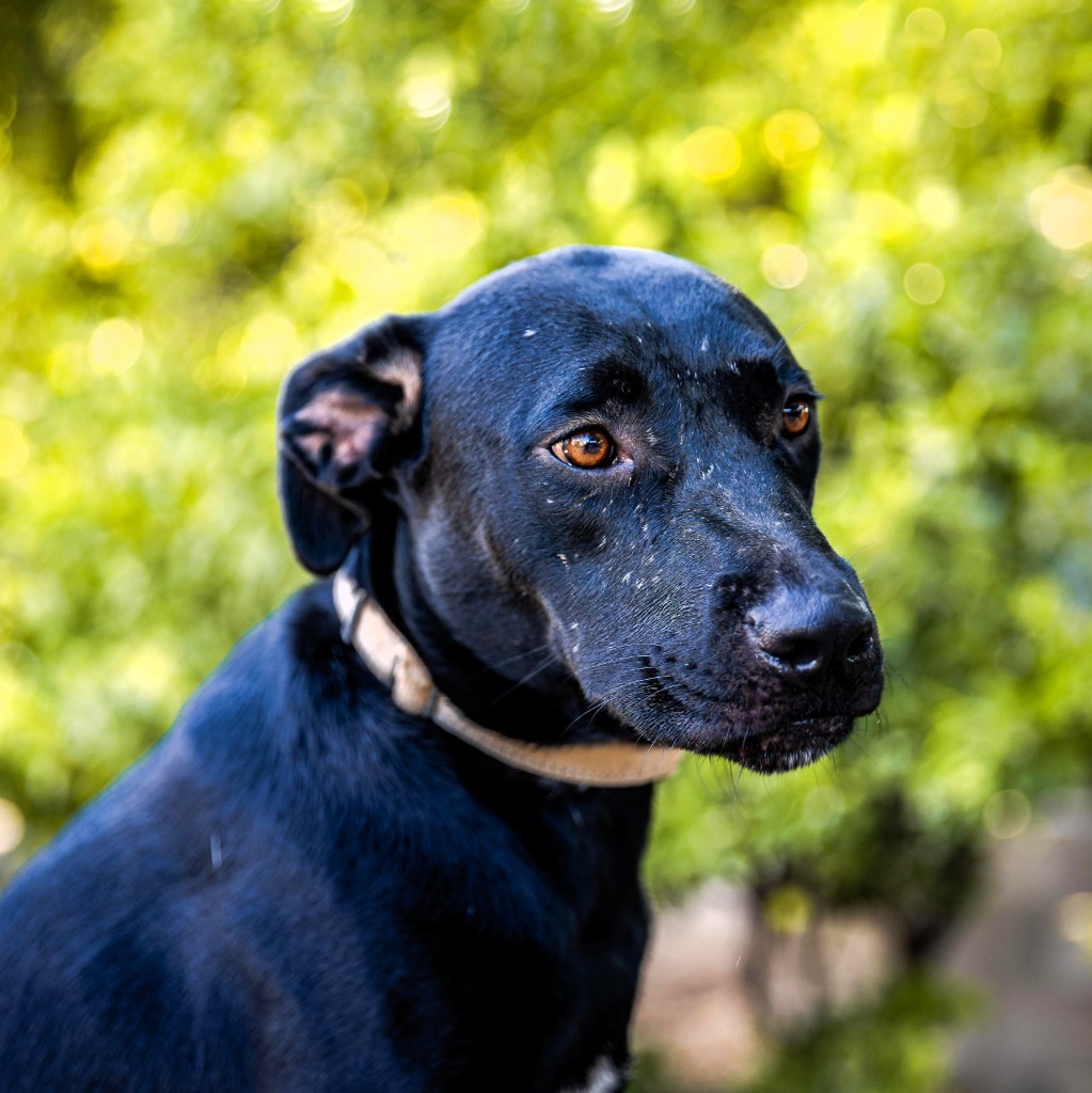 Roma, an adoptable Black Labrador Retriever, Shepherd in Anacortes, WA, 98221 | Photo Image 8