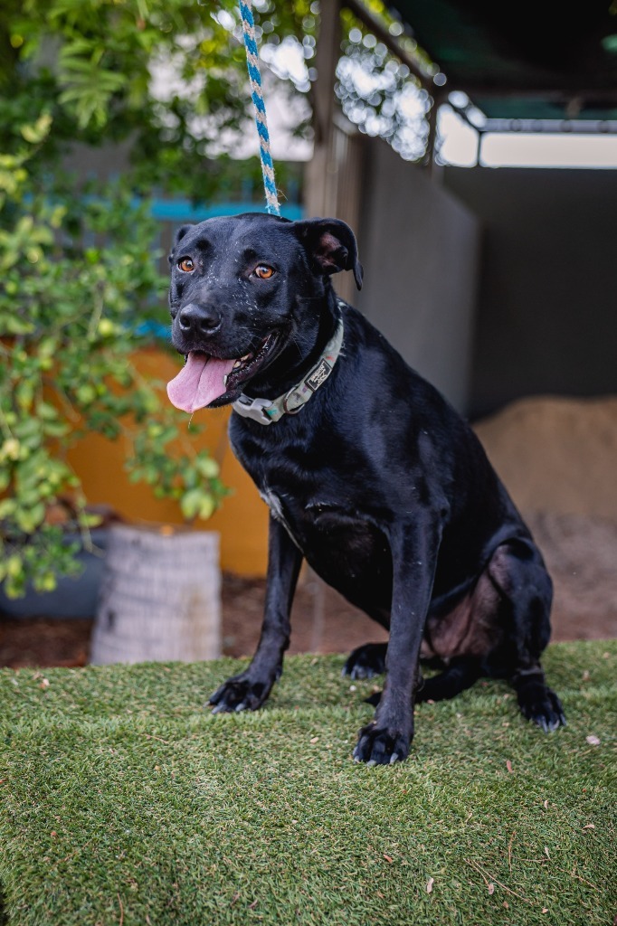 Roma, an adoptable Black Labrador Retriever, Shepherd in Anacortes, WA, 98221 | Photo Image 8