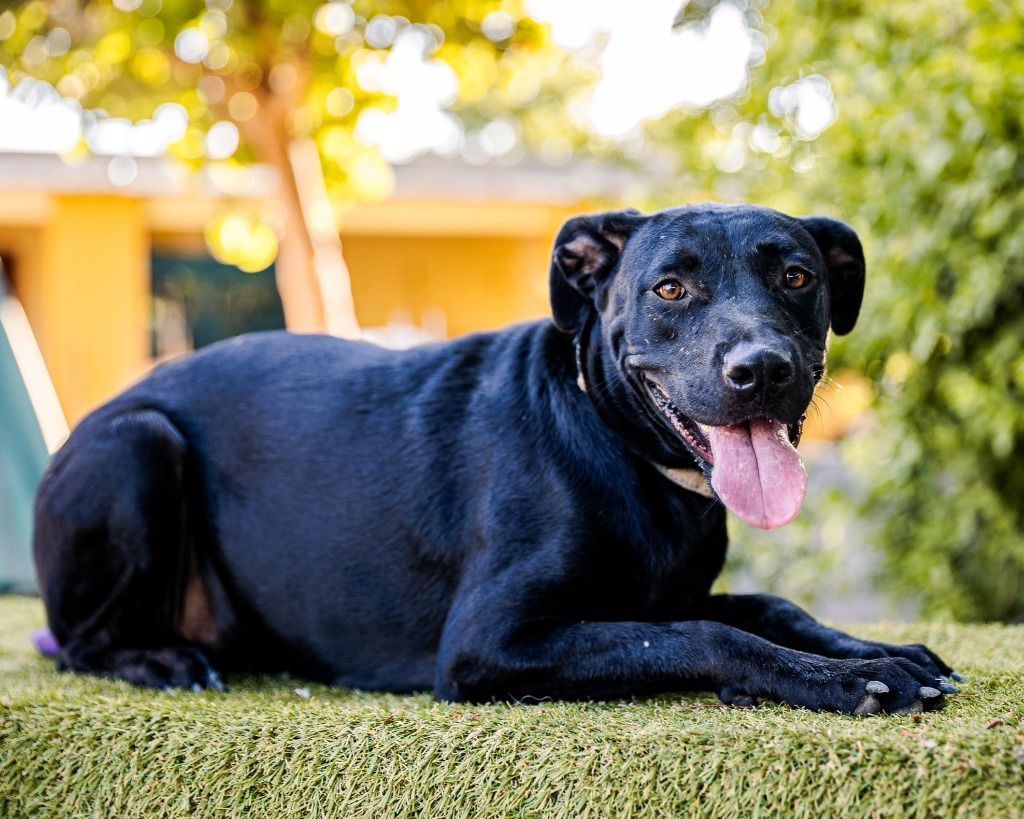 Roma, an adoptable Black Labrador Retriever, Shepherd in Anacortes, WA, 98221 | Photo Image 9