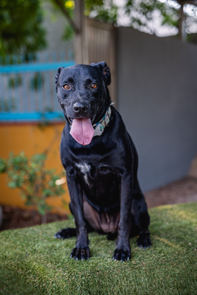 Roma, an adoptable Black Labrador Retriever, Shepherd in Anacortes, WA, 98221 | Photo Image 9