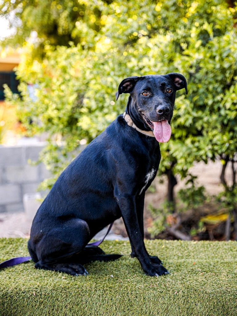 Roma, an adoptable Black Labrador Retriever, Shepherd in Anacortes, WA, 98221 | Photo Image 10
