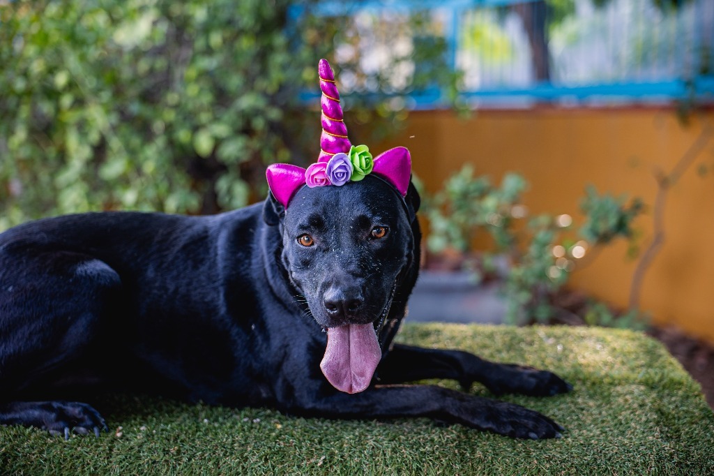 Roma, an adoptable Black Labrador Retriever, Shepherd in Anacortes, WA, 98221 | Photo Image 10
