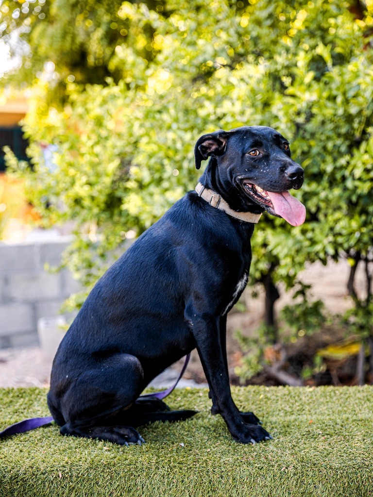 Roma, an adoptable Black Labrador Retriever, Shepherd in Anacortes, WA, 98221 | Photo Image 11