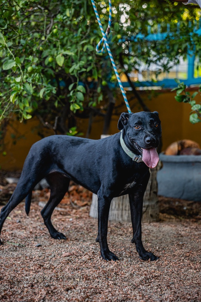 Roma, an adoptable Black Labrador Retriever, Shepherd in Anacortes, WA, 98221 | Photo Image 11