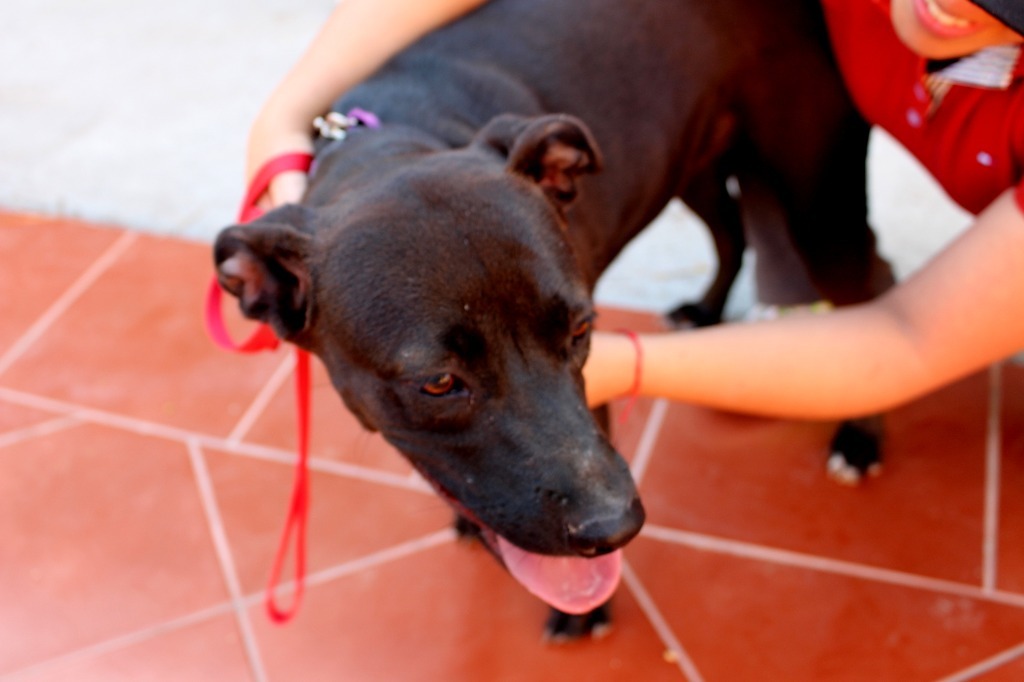 Roma, an adoptable Black Labrador Retriever, Shepherd in Anacortes, WA, 98221 | Photo Image 12